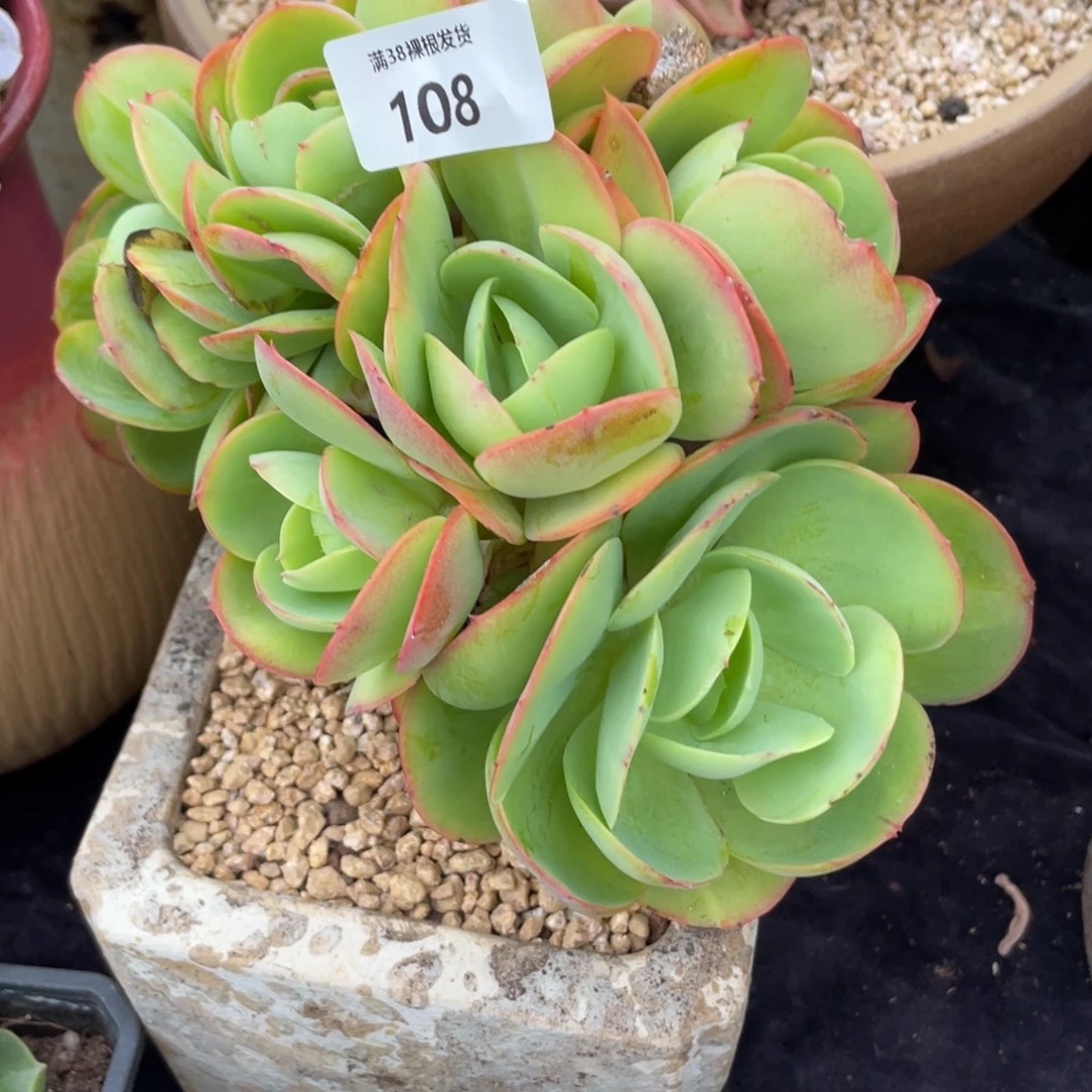 喜***狼108碧桃缀化多肉植物一物一拍