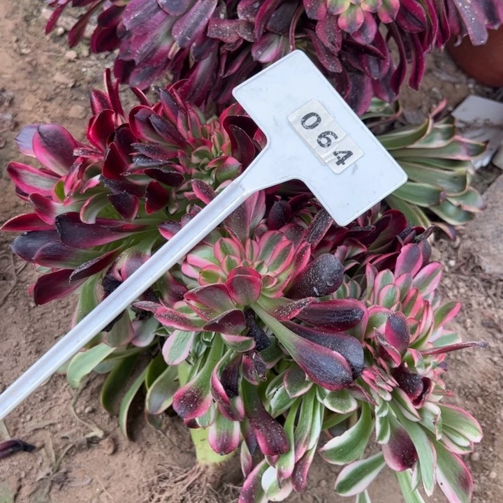 美杜莎缀化多肉植物