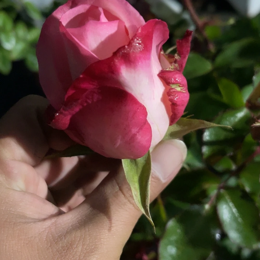 无花朵——-瓦尼亚月季 大苗