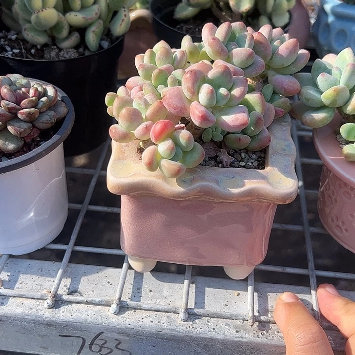 盛***文樱花罗生带粉色方口盆