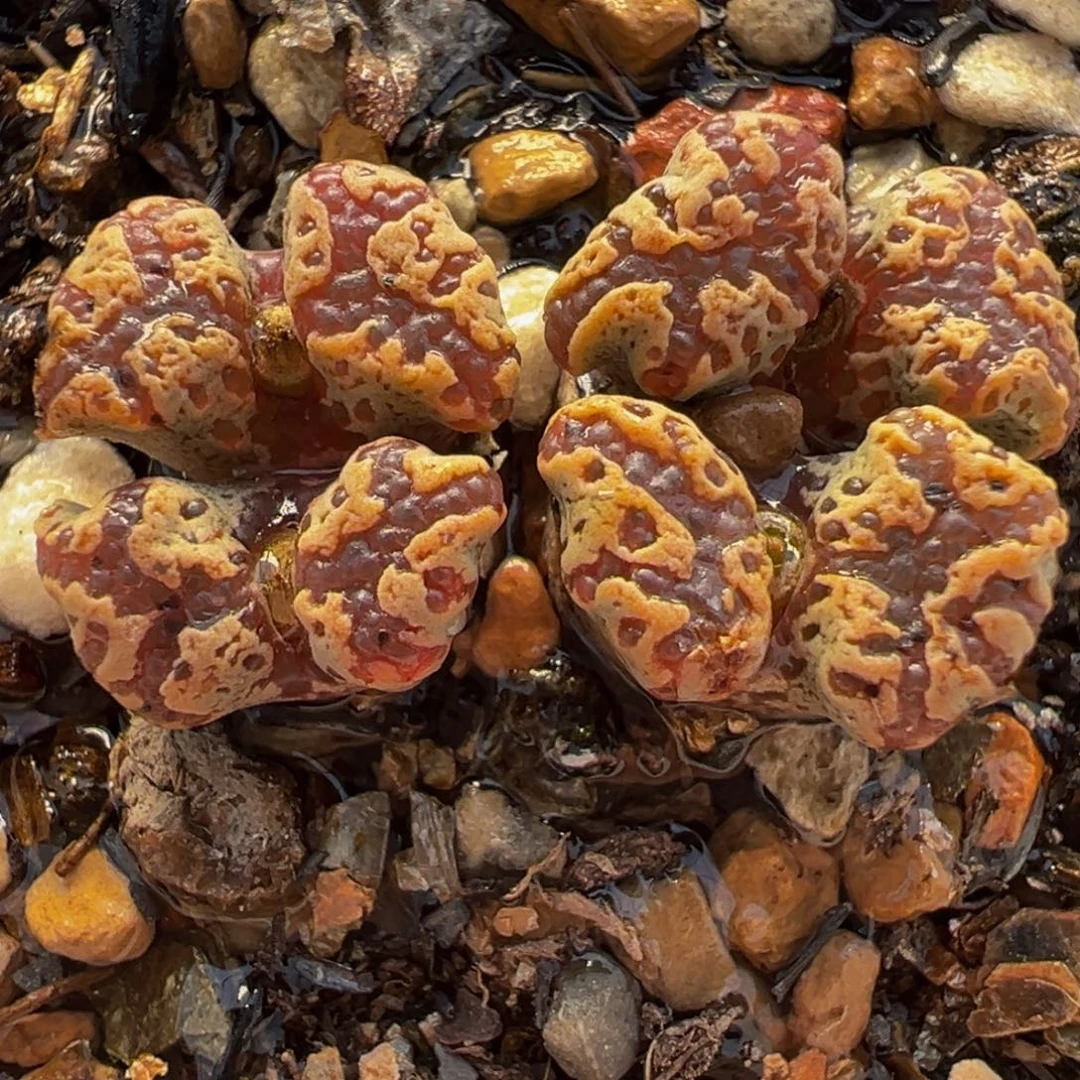 256多肉植物种类多样