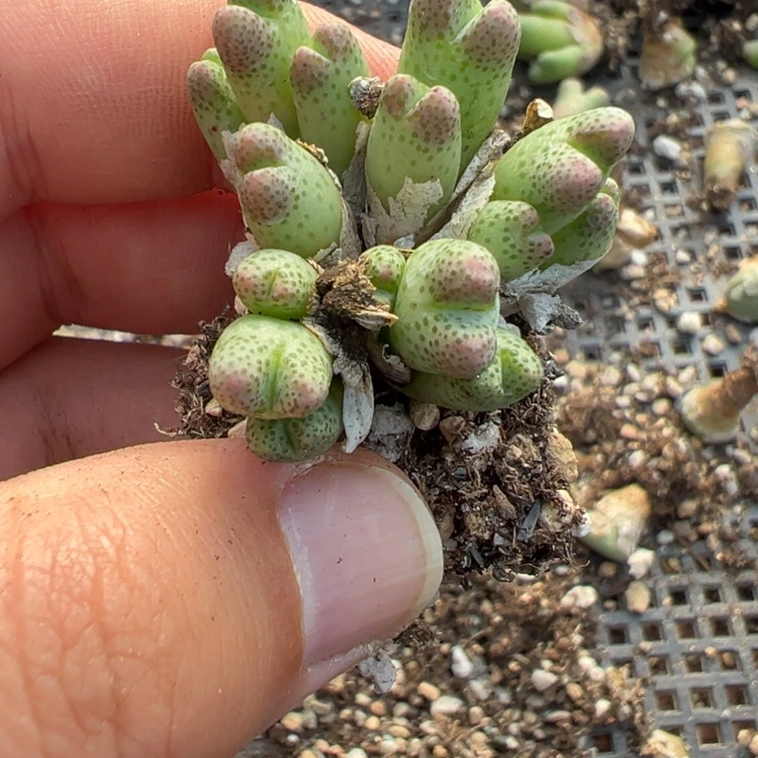 25-14斑马多肉植物