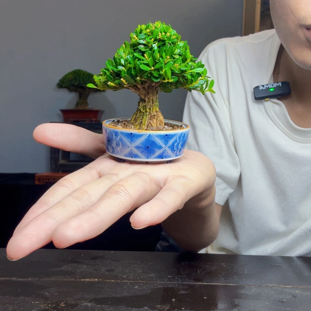 卖***姐无花朵黄杨盆景一物一拍