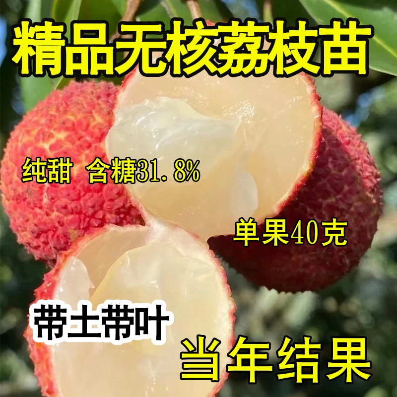 无核荔枝树苗嫁接苗南北方种植荔枝特大果基地直发荔枝苖当年结果