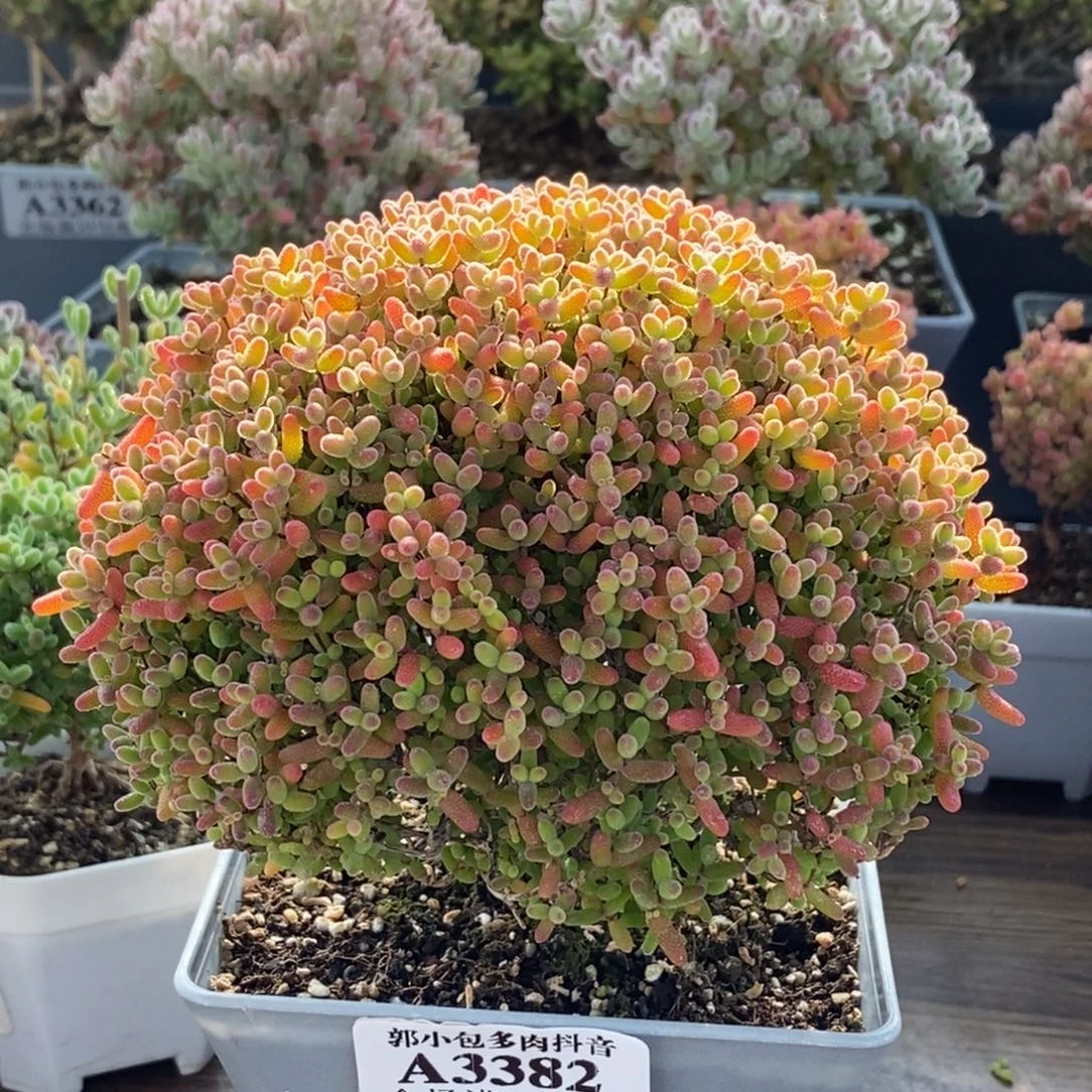 蜜橘糖球3382枝干番杏