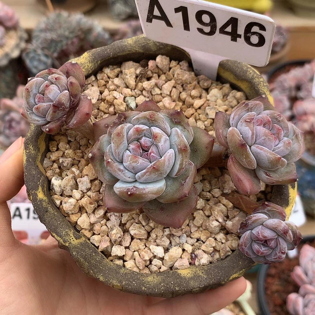 A1946 星影 石榴籽无砍 开播福利