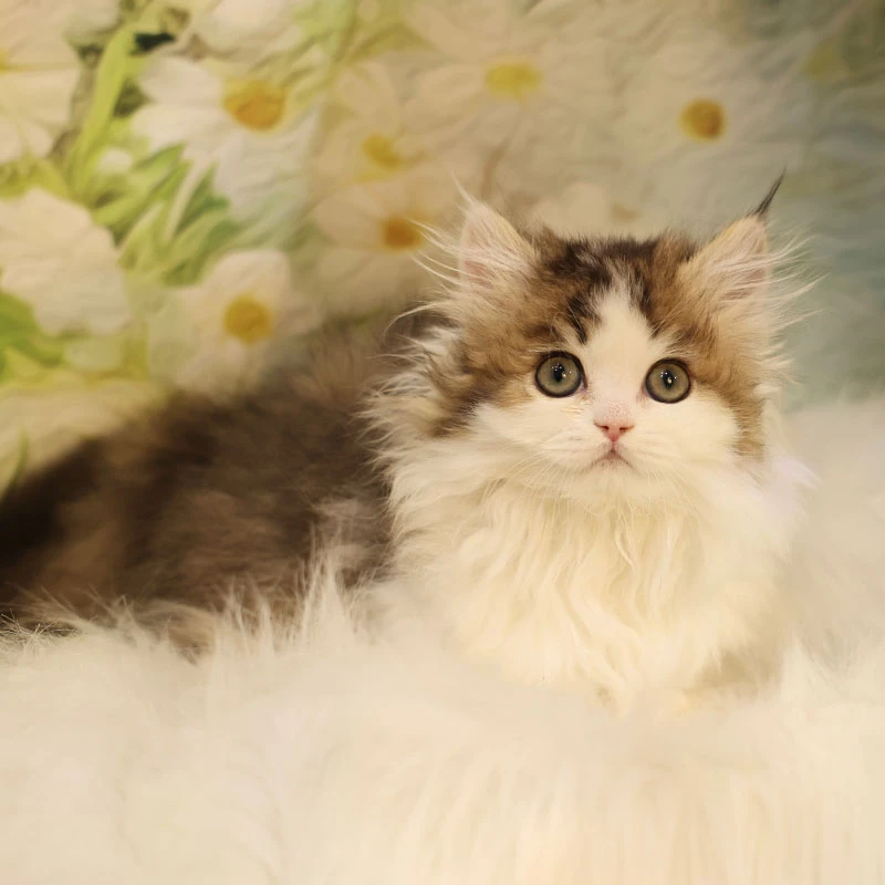 【KittyHole猫舍】金加白矮脚猫活泼可爱萌宠纯种猫咪活体猫猫咪