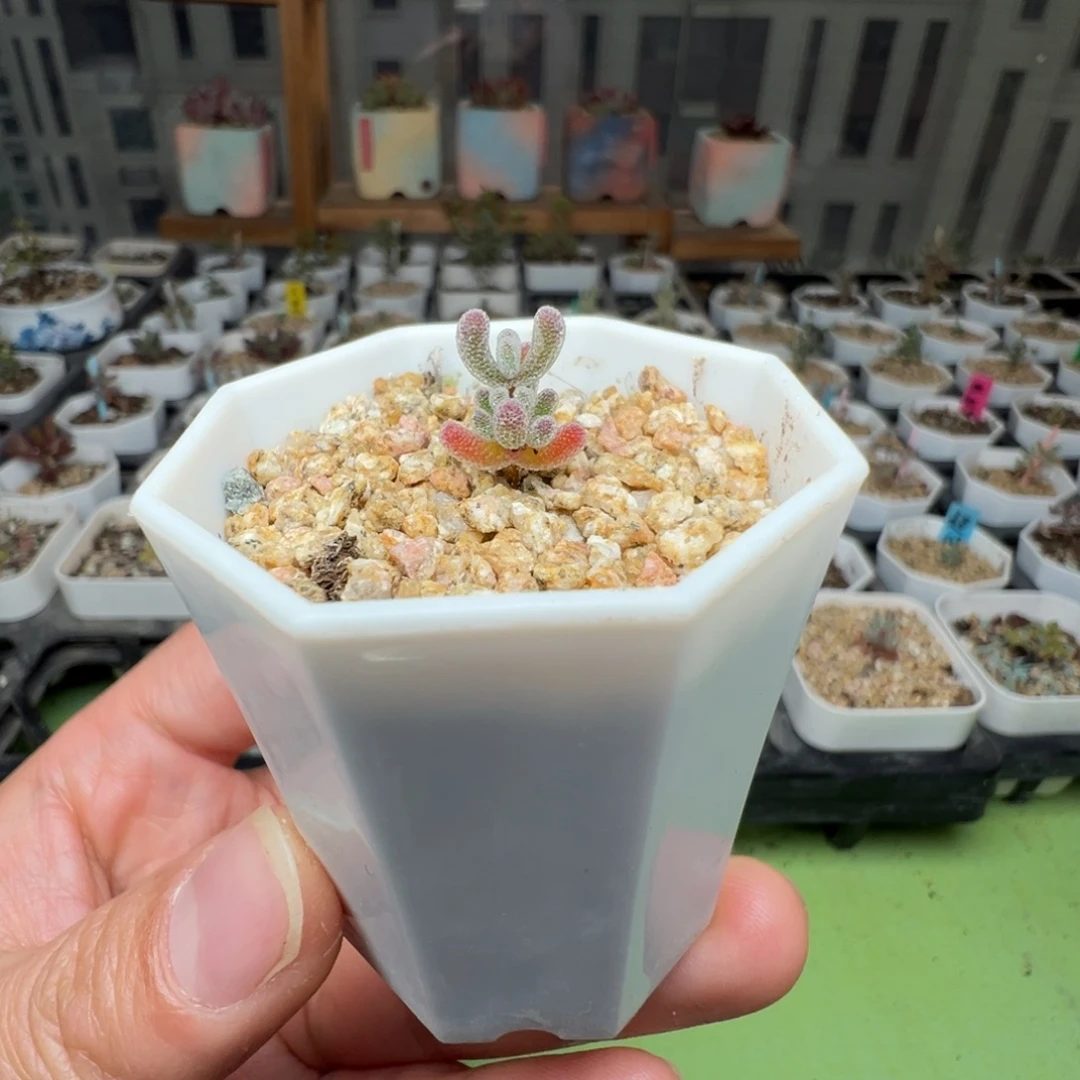尺寸小，2801实生粉冰晶，拍下不退不换
