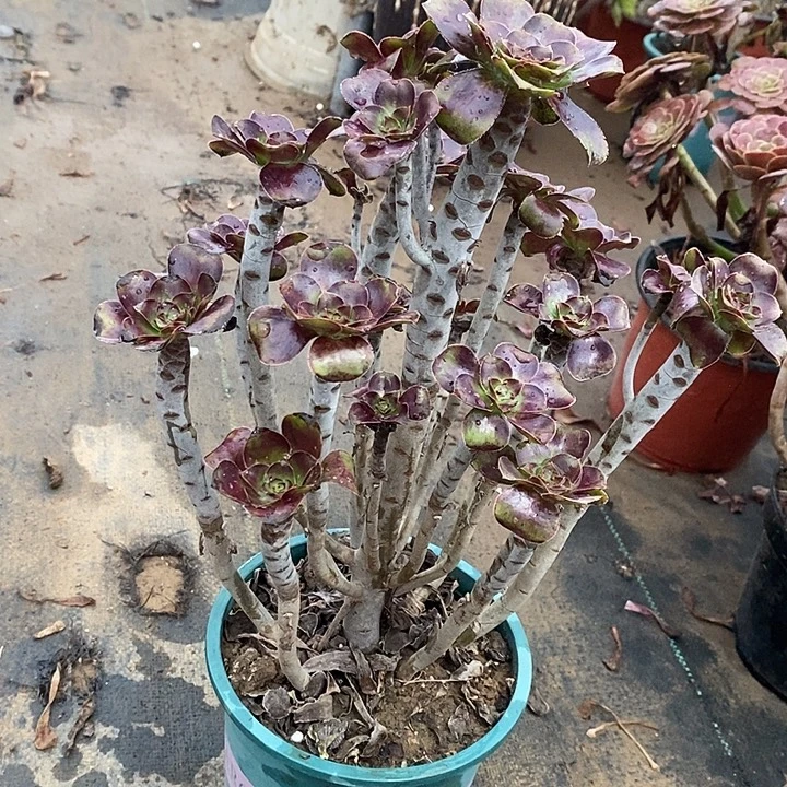 圆叶69多肉植物法师