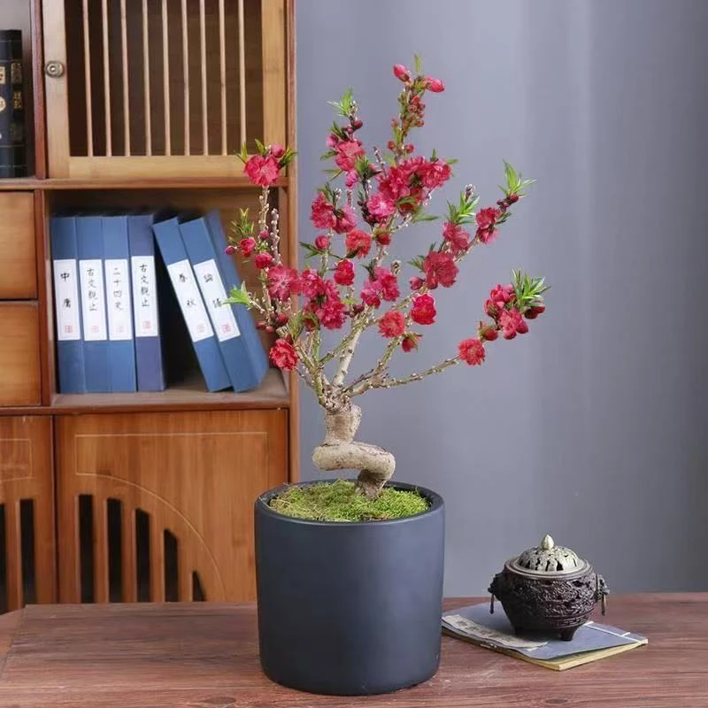寿星桃梅盆栽老桩带花苞造型盆景冬季开花耐寒好养花卉
