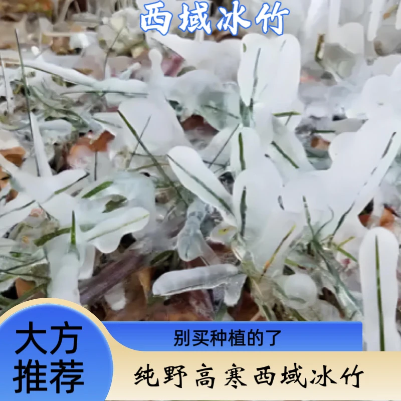 西域雪域冰竹100g起不同于常规种植源自自然馈赠艾草枸杞原浆