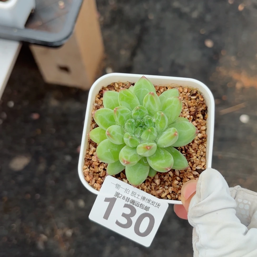 青花瓷单头无盆土发货