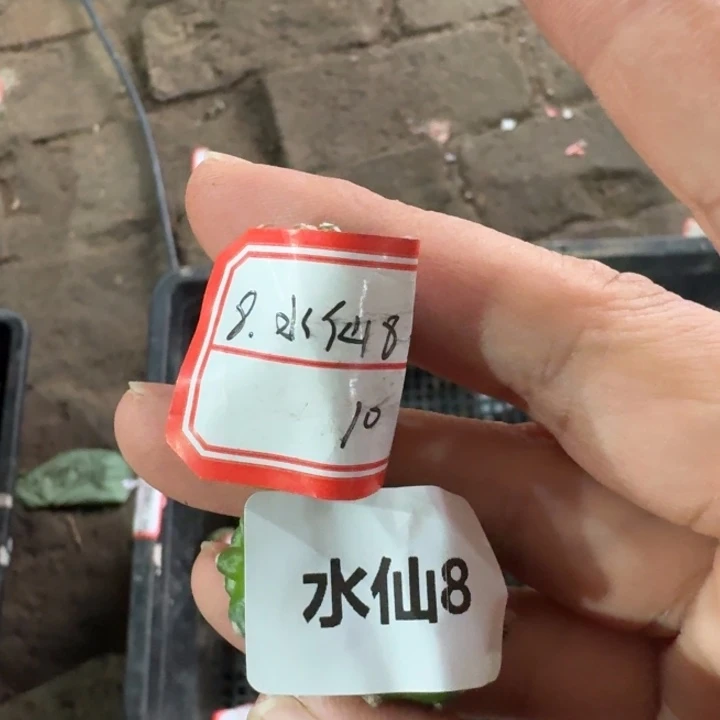 245水仙8虫咬一个无根侧牙软，20包邮