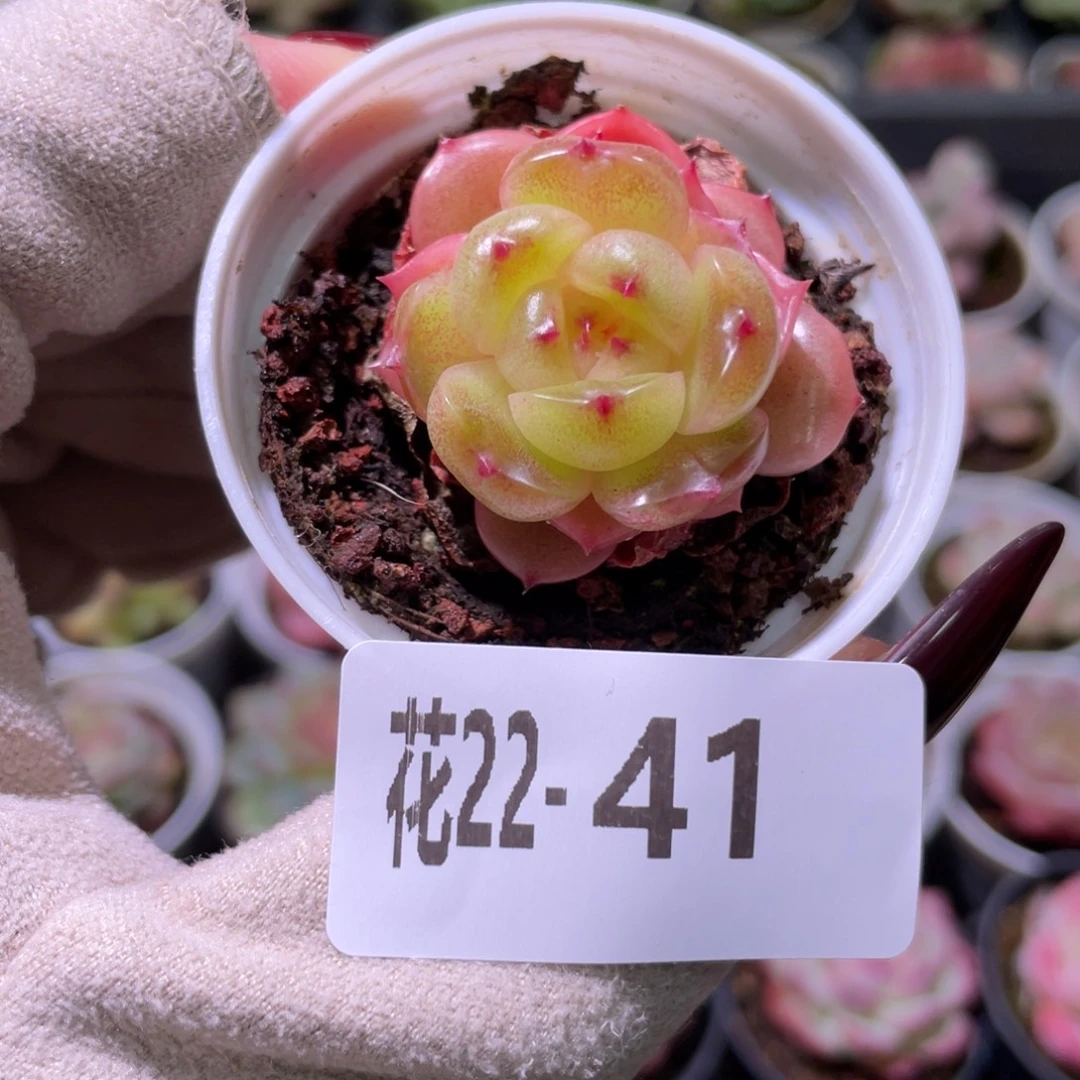 花利美22-41灵翠单头