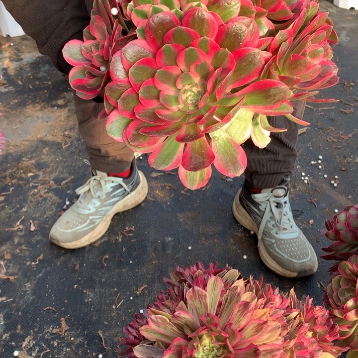 不包损893号妖月粉霞