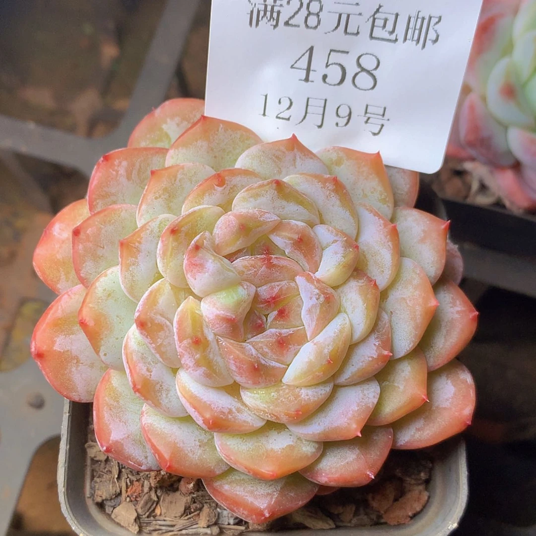 【闪购商品】云458号