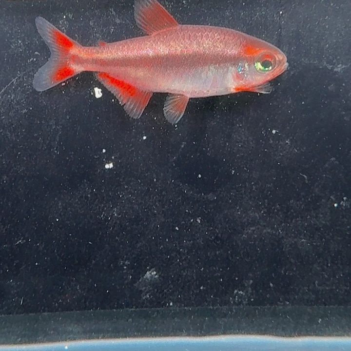 灯科鱼左下缸6号内金血魔2.5厘米一条