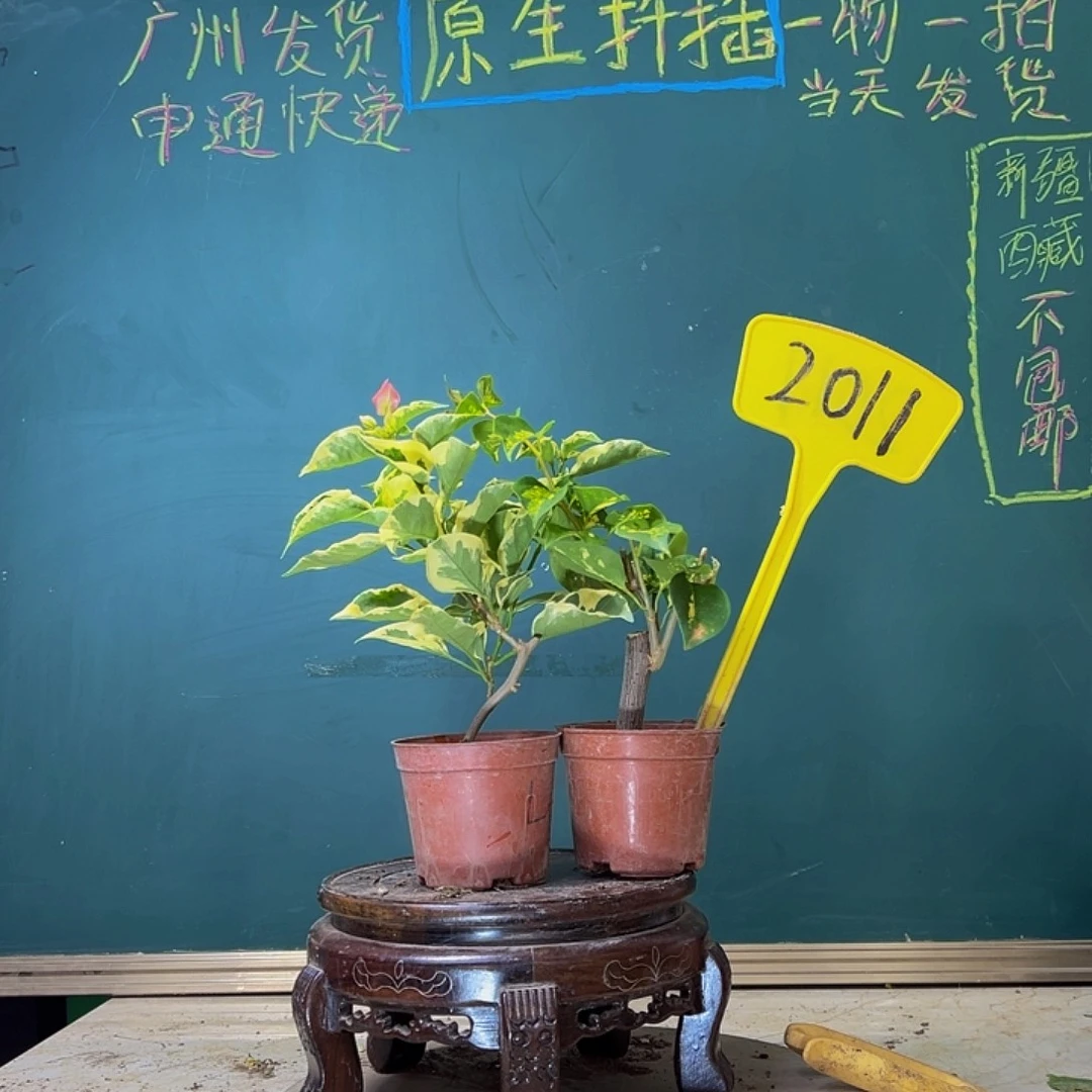 当前无花栽培后可以开花蜡染粉掌中宝 洒金橙掌中宝 2011