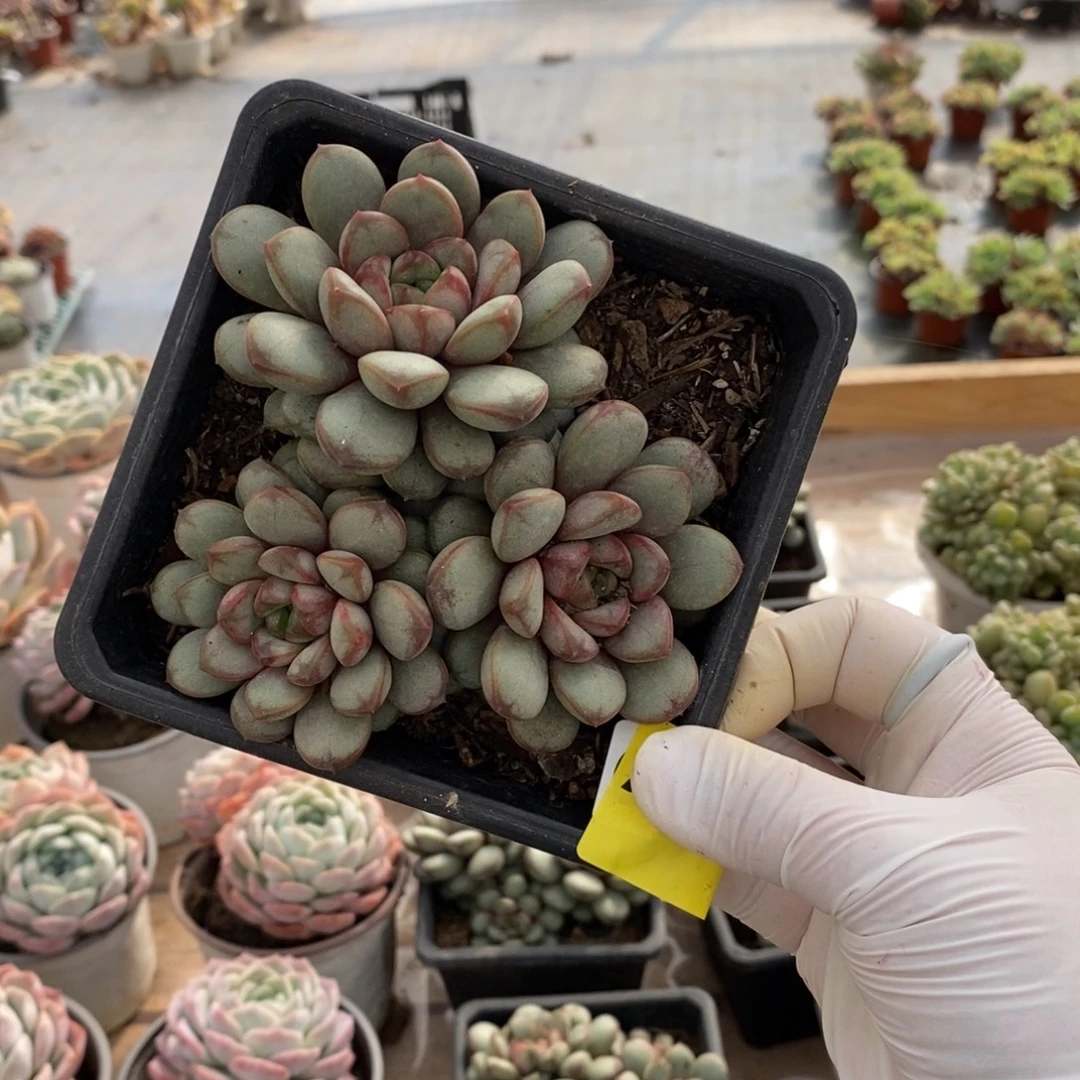 137葡萄多头一物一拍