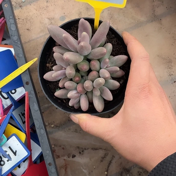 多肉植物糖果美人858