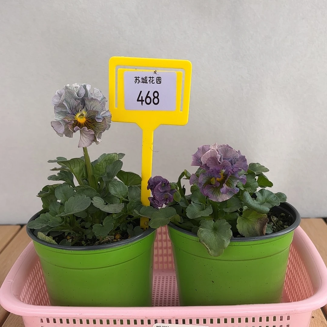 大部分开放少量花苞468