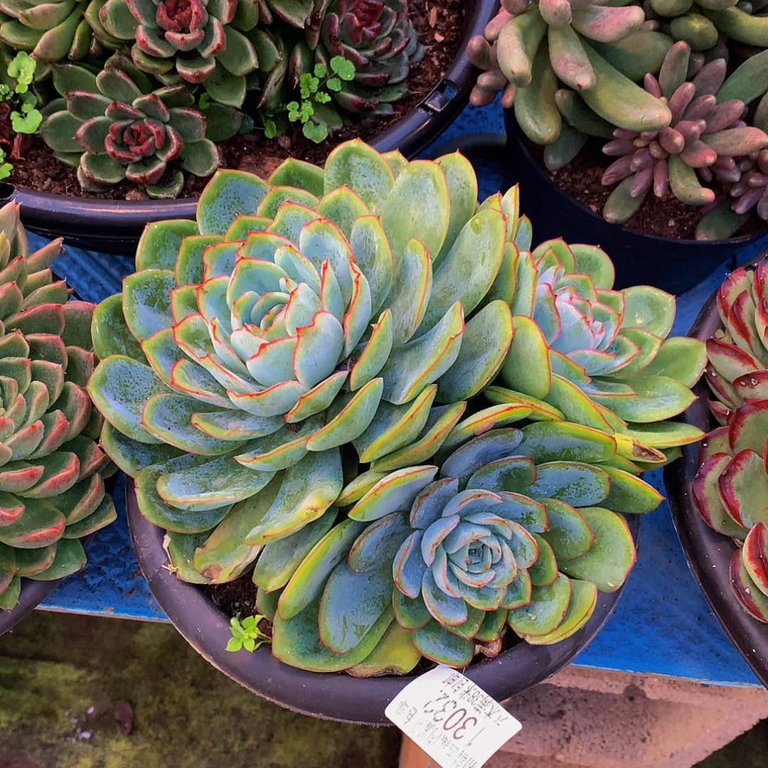 橙****   晨露多肉13032