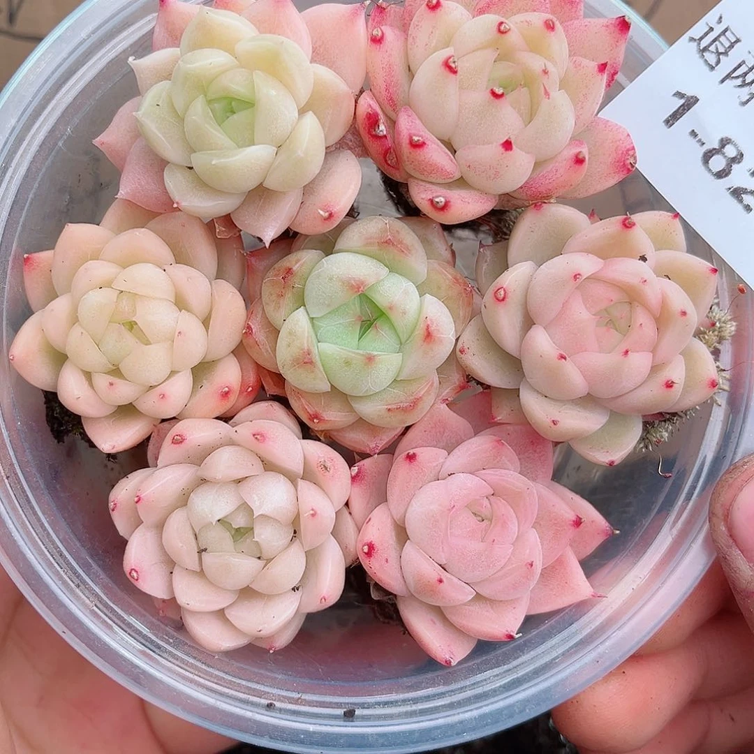 1-827新疆西藏内蒙不发12.8包邮