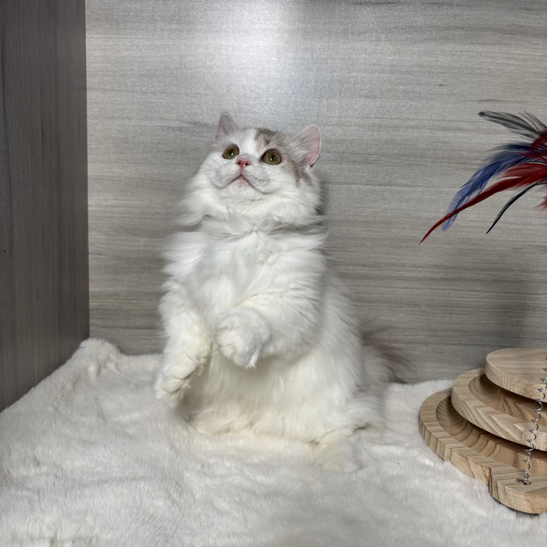 （妲己）活体猫咪蓝金加白拿破仑