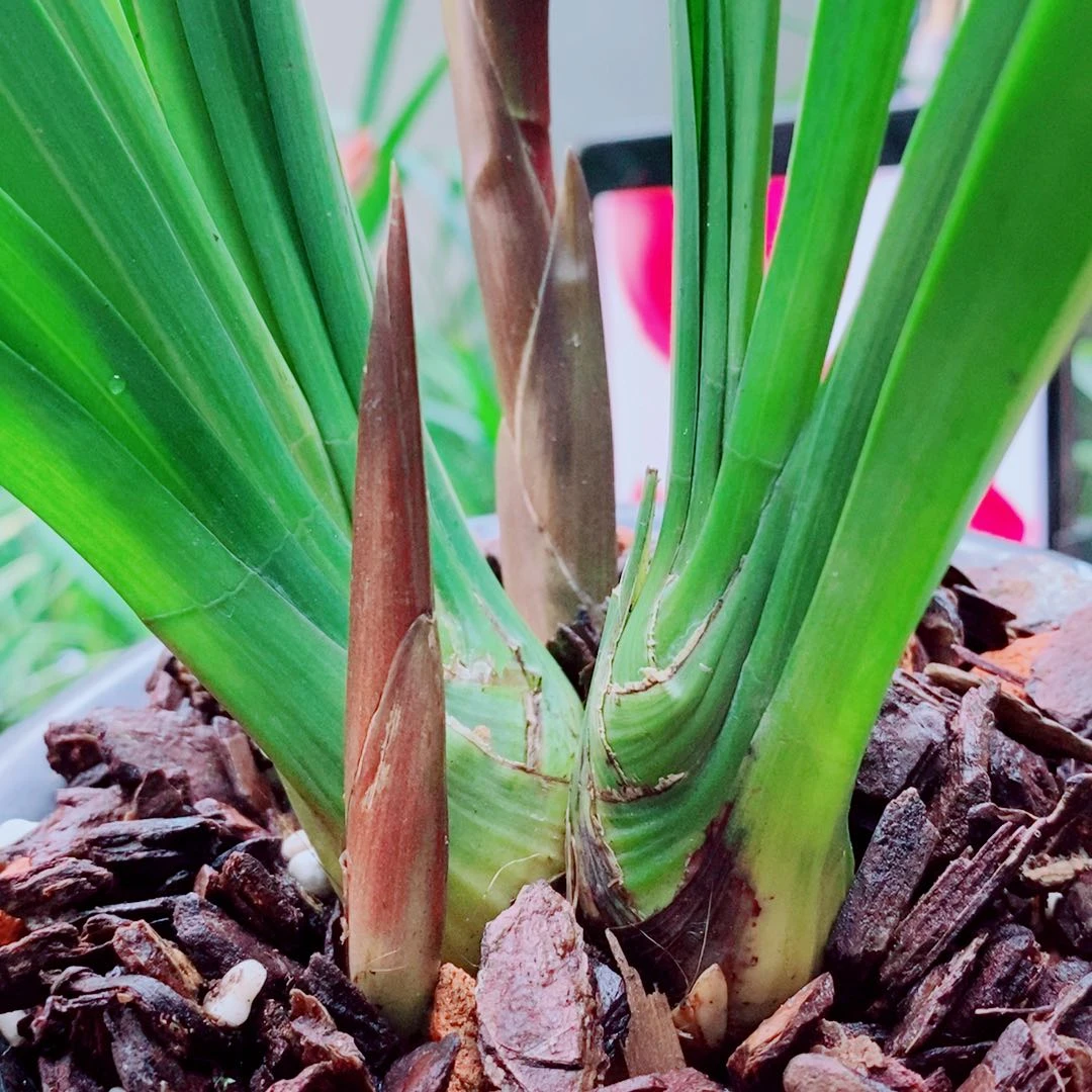 当前无花栽培后可以开花