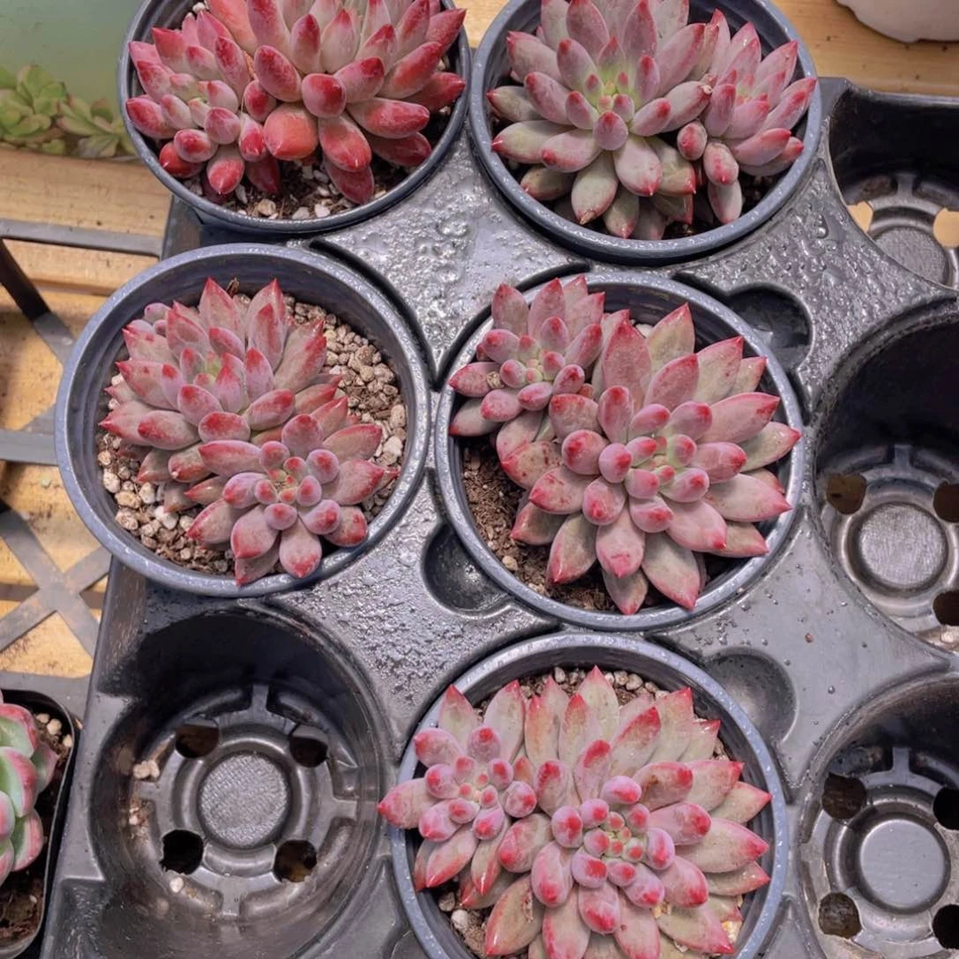 1473号 虞美人大双头一个