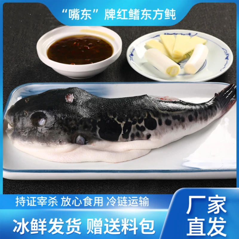 1斤以上海水河豚鱼现捞现杀红烧清炖冰鲜发货河鲀半成品赠料包
