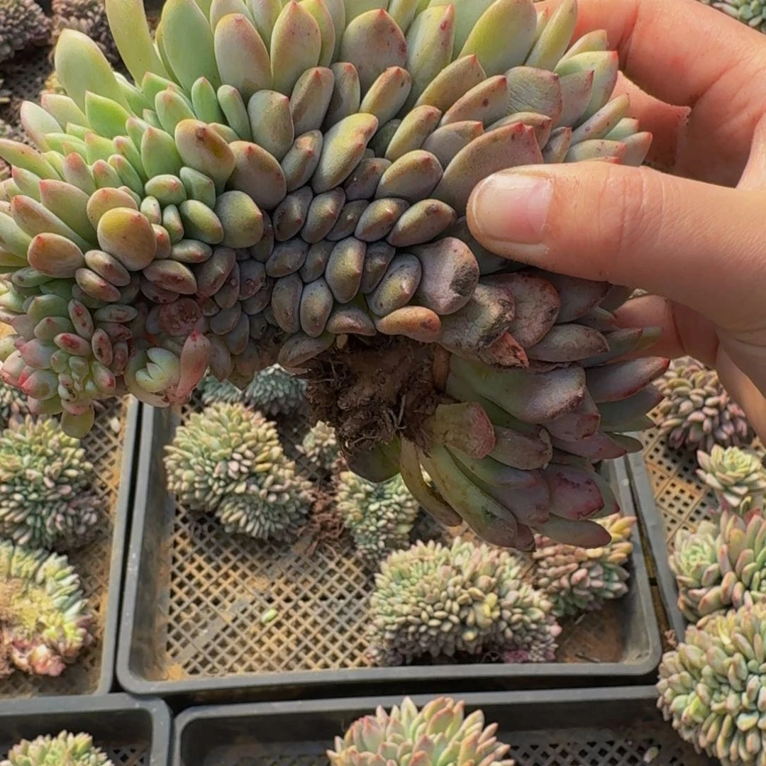 @****嘟哈哈哈哈哈哈哈哈哈哈哈