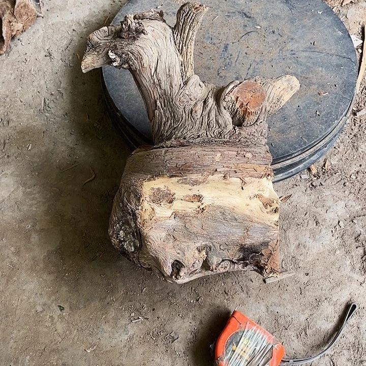 柏木麦*崖柏崖柏崖柏崖柏