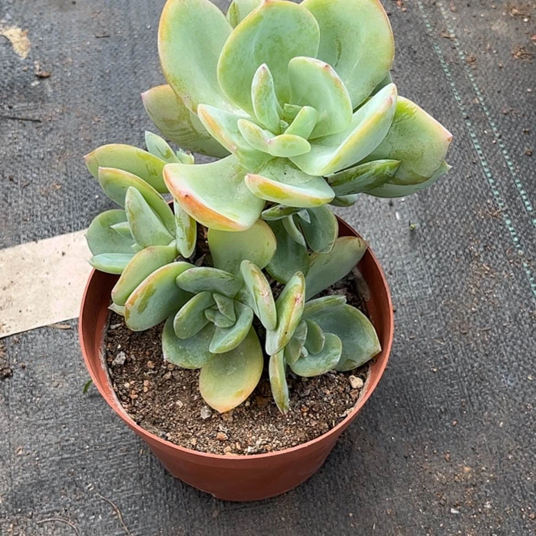 【闪购商品】无花朵陌*