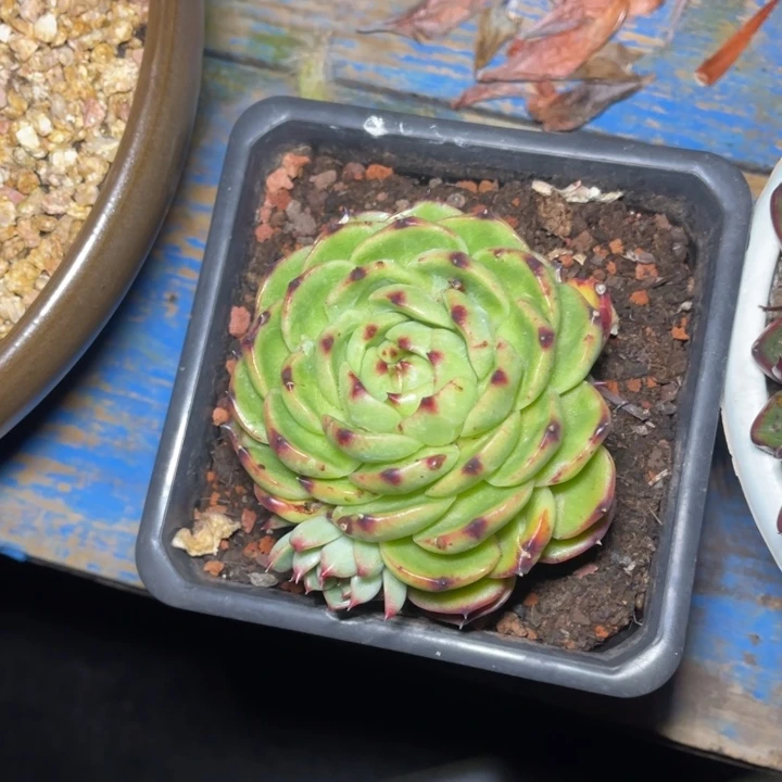 石化拉丝多肉植物