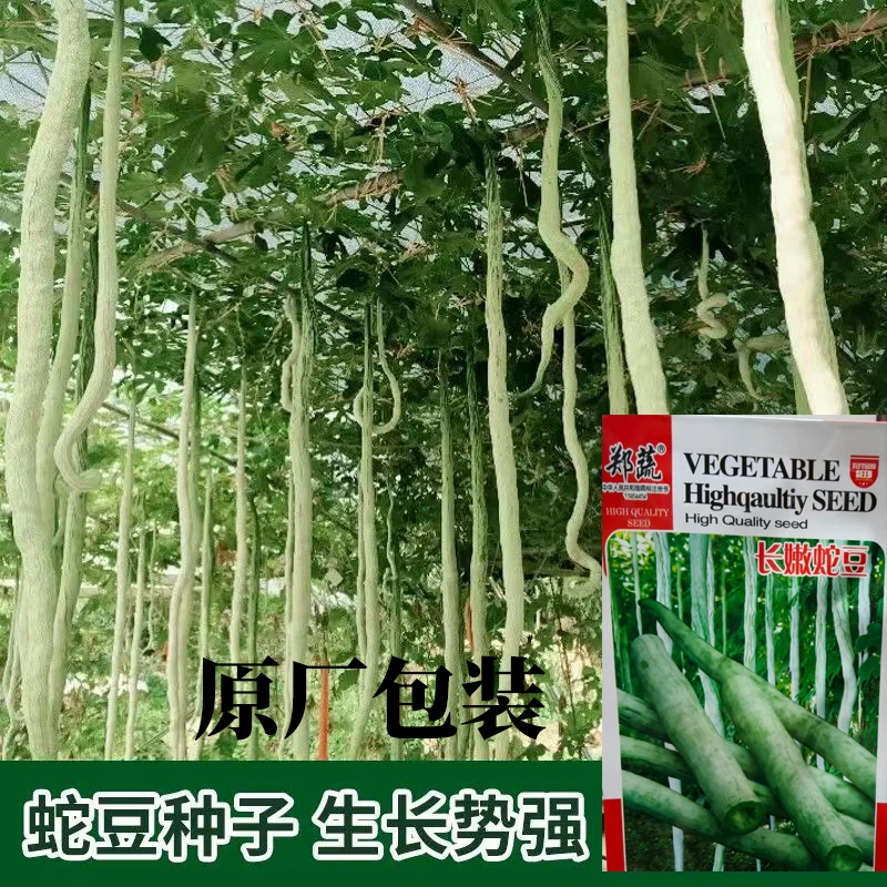 长嫩蛇豆种子蛇瓜种子长豆角夏播种子口感好