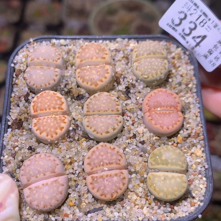 精品生石花218.334