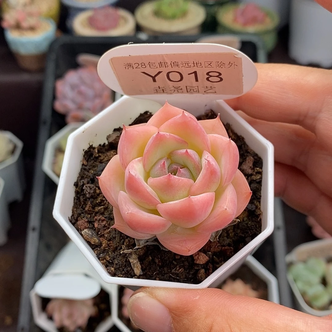 0018 水晶玫瑰 4cm