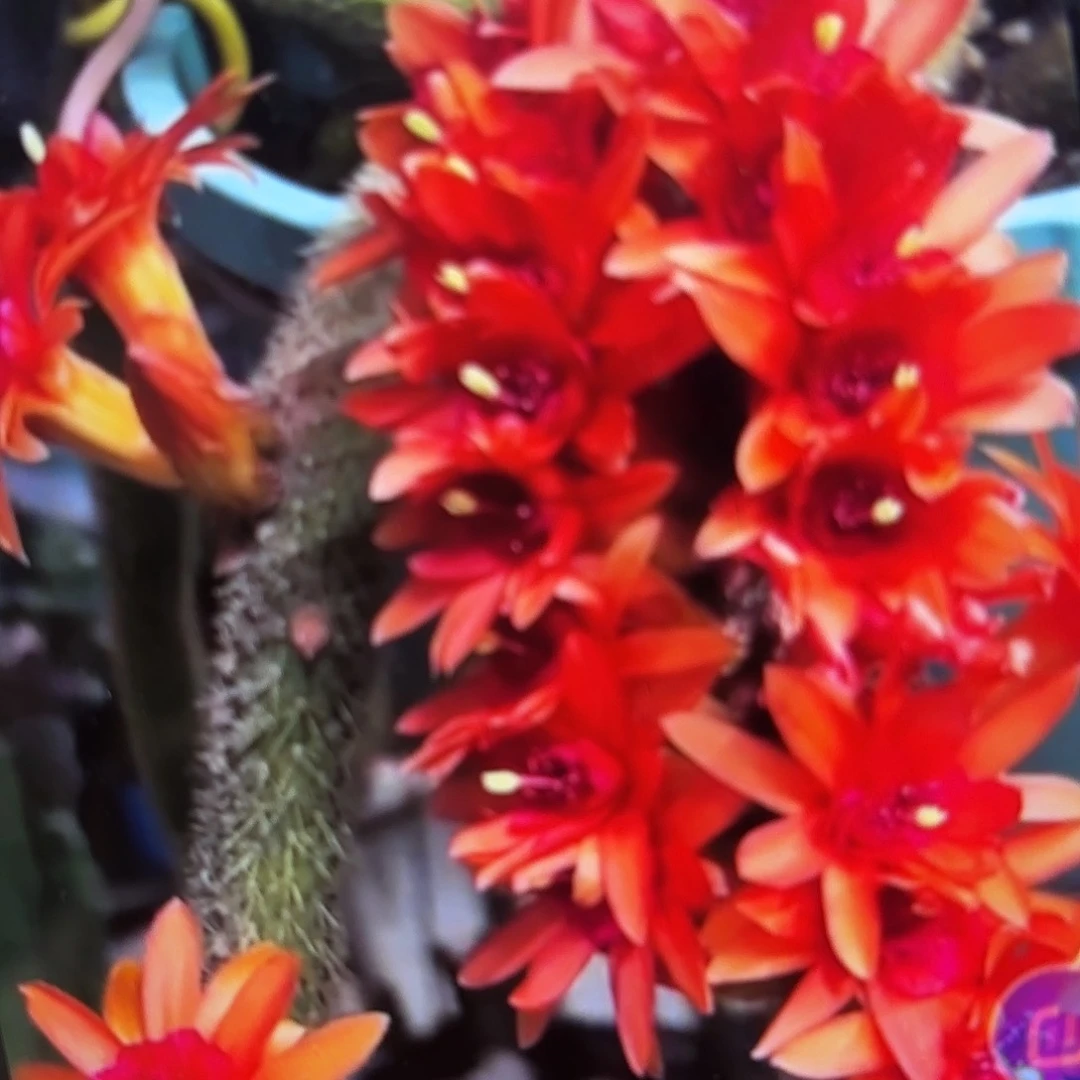 3颗红水晶侧牙20包邮20