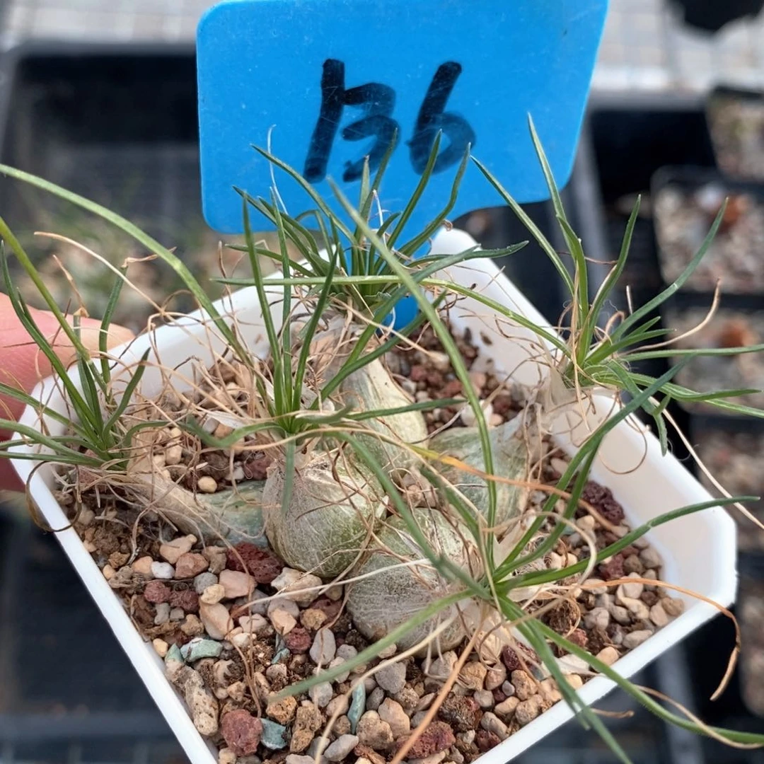 迷你海葱五头多肉