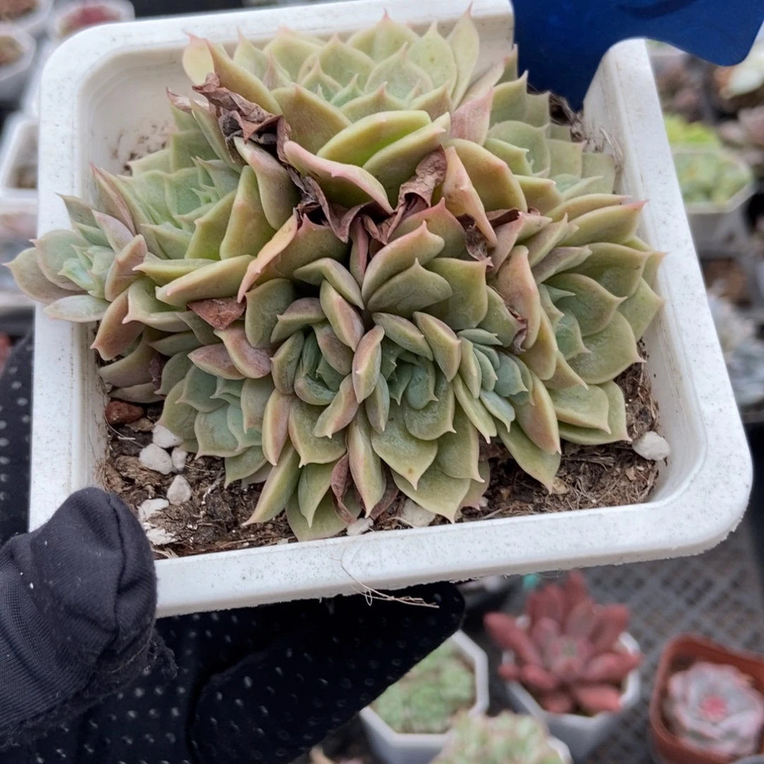 533盎司诺多肉植物了