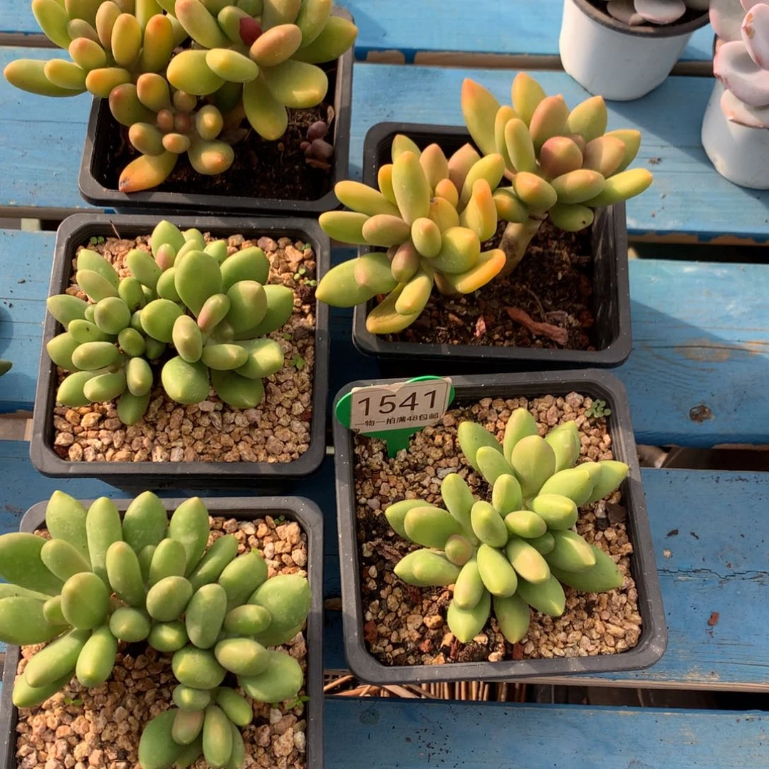 缘***！芒果奶无砍5颗1541