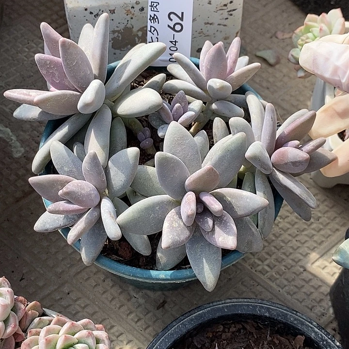 小七夕多肉企鹅62