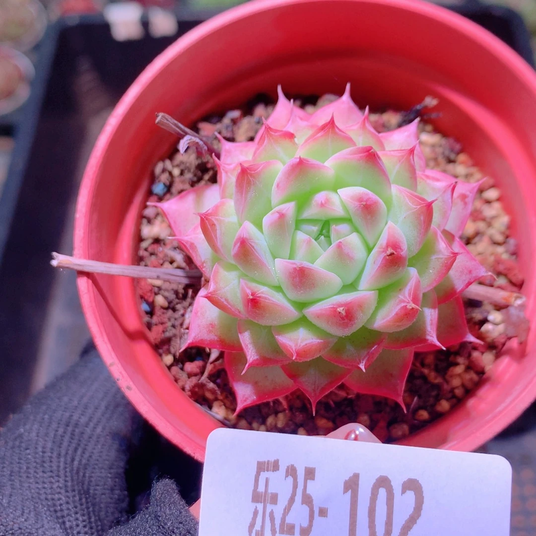 乐然25-102 新品单头