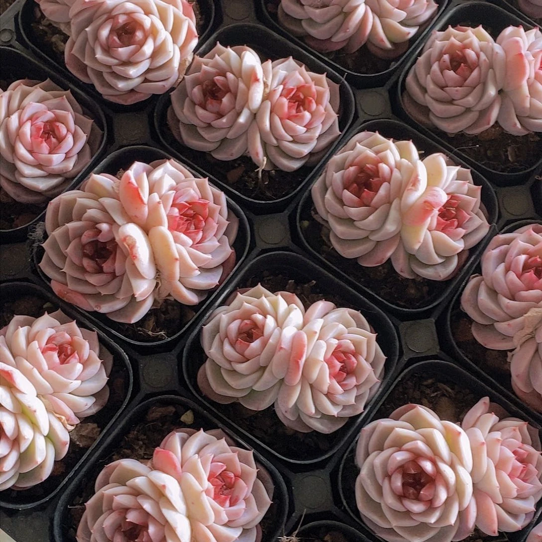 0207-天鹅绒双头一颗 量拍