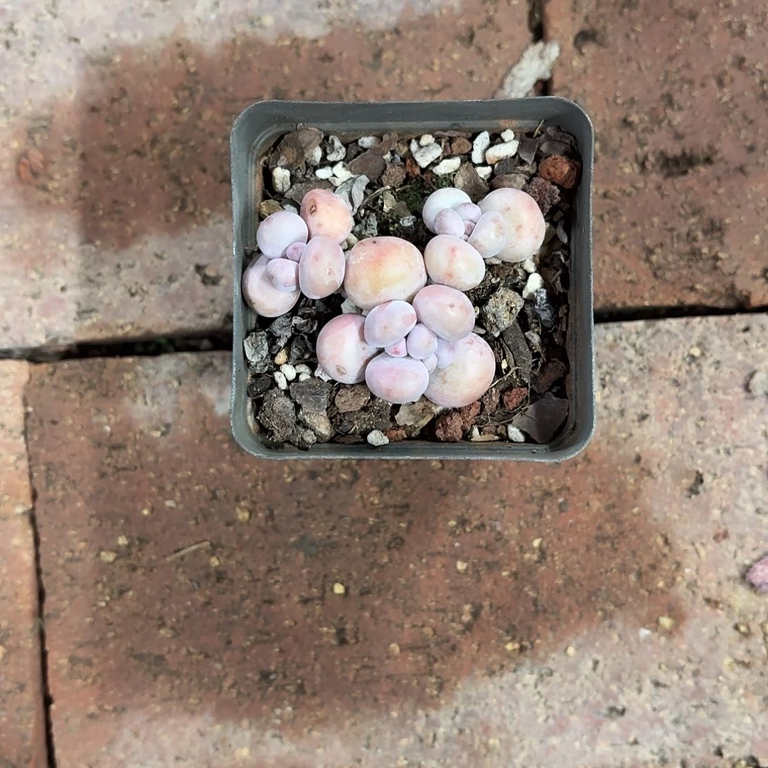 石***海奶酪小群7㎝盆参考