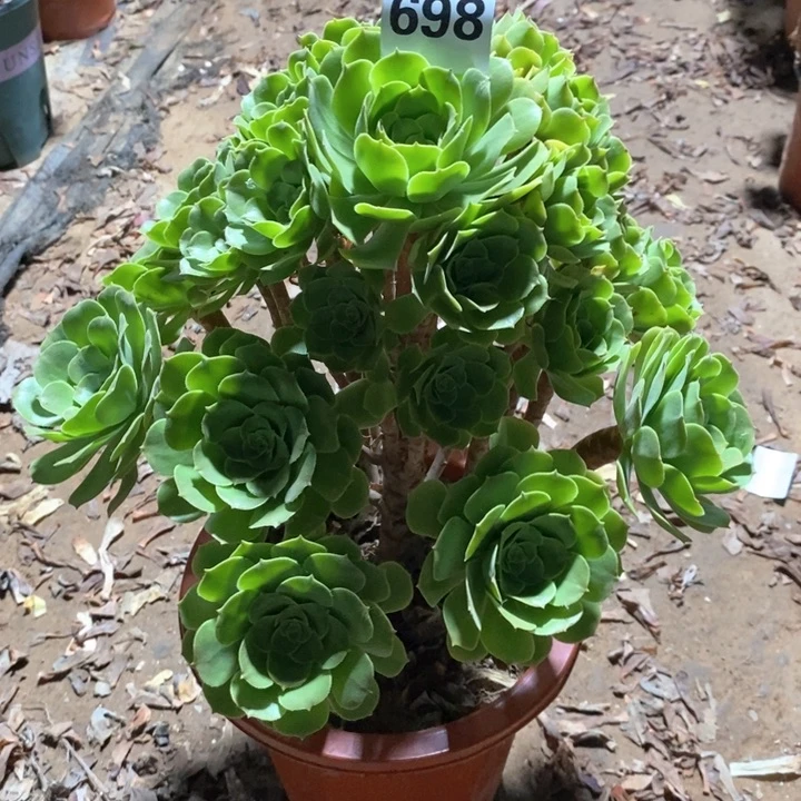 法师植物一物一拍698