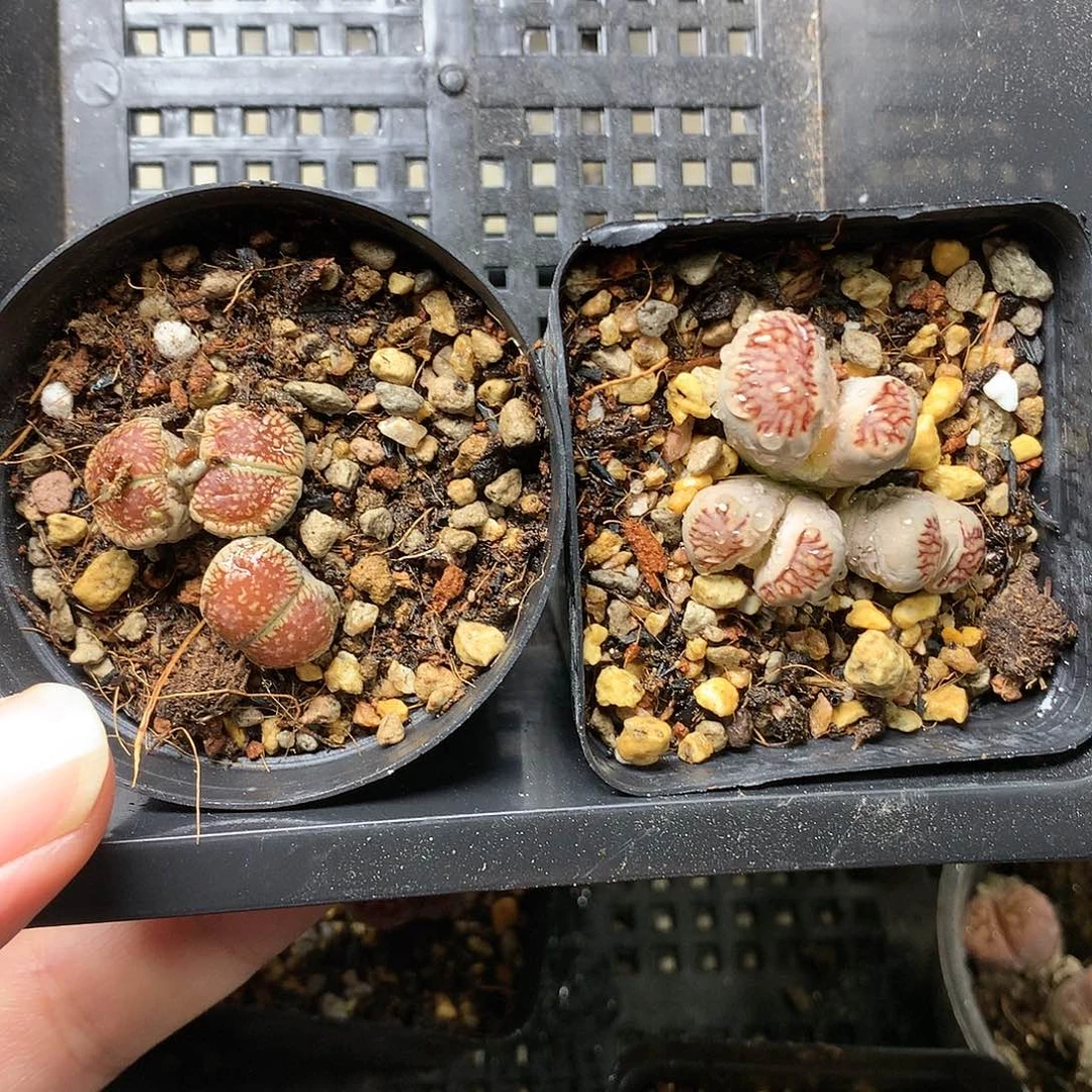 B****．B137多肉植物保护研究所