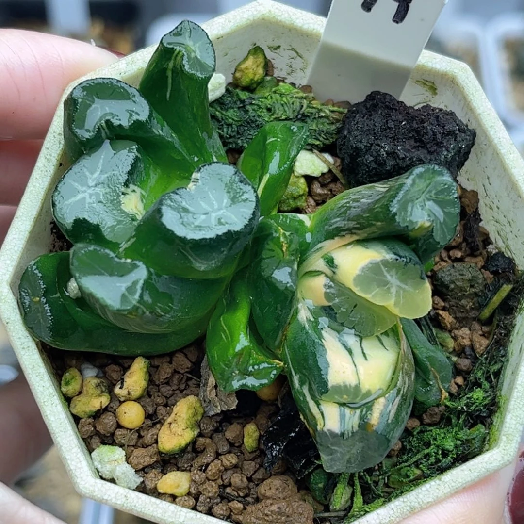 99双头稻妻万象锦福利专场