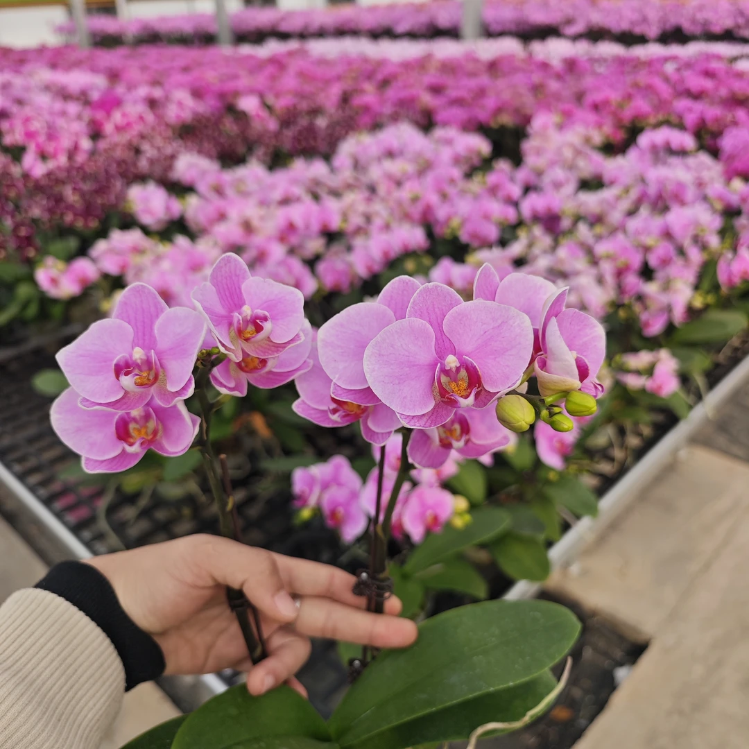 【明日之星】蝴蝶兰盆栽 粉色中花2.8寸杯完全开放直播基地直发